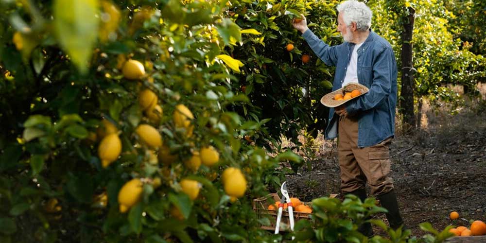 عقد مساقات چیست؟ | تعریف و شرایط عقد مساقات | وکلای ایران